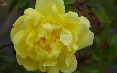 Rosa pimpinellifolia Double Yellow - Strauch-, Bibernell-Rose