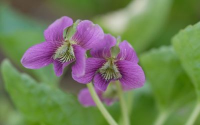 Viola sororia Rubra - Pfingst-Veilchen