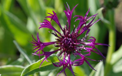 Centaurea montana Purple Prose - Berg-Flockenblume