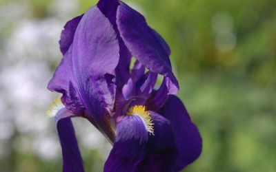Iris barbata-elatior Gesas Dunkelblaue - Hohe Bart-Iris, Schwertlilie