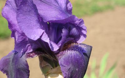 Iris barbata-elatior After Dark - Hohe Bart-Iris, Schwertlilie
