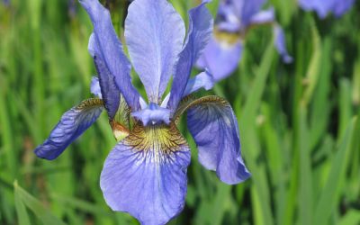 Iris sibirica My Love - Wiesen-Schwertlilie