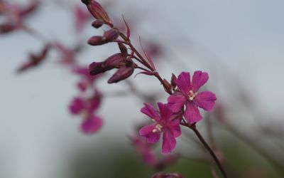 Lychnis viscaria ssp. atropurpurea - Purpur-Pechnelke