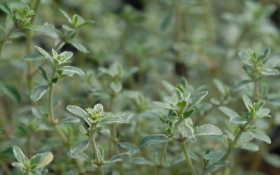 Thymus vulgaris Silverposie - Weißbunter Gewürz-Thymian