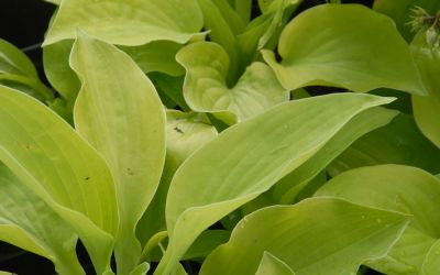 Hosta Hybride Green Acres - Riesen-Herzblatt-Funkie