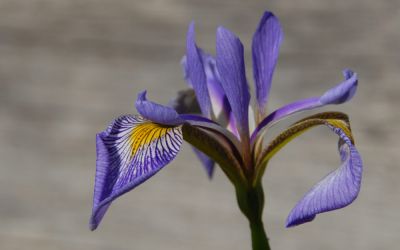 Iris Versicolor-Hybride Gerald Darby - Sumpf-Schwertlilie