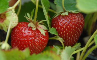 Fragaria x ananassa Malwina ® - Erdbeere