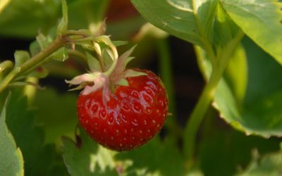 Fragaria x ananassa Berneck 1 - Erdbeere