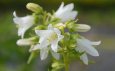 Campanula trachelium Alba - Nessel-Glockenblume