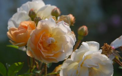 Rosa Multiflora-Hybride Ghislaine de Feligonde - Kletter-Rose, Rambler