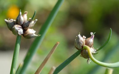 Allium cepa var. viviparum - Etagen-, Luftzwiebel