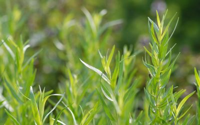 Artemisia dracunculus var. sativus - Französischer Estragon