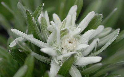 Leontopodium alpinum Mont Blanc ® - Alpen-Edelweiß