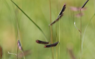 Bouteloua gracilis - Moskitogras