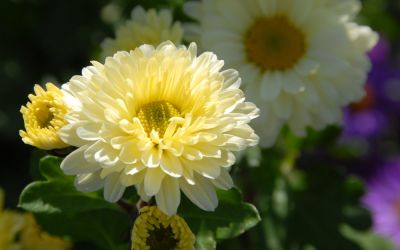 Chrysanthemum Indicum-Hybride Poesie - Herbst-Chrysantheme, Winteraster