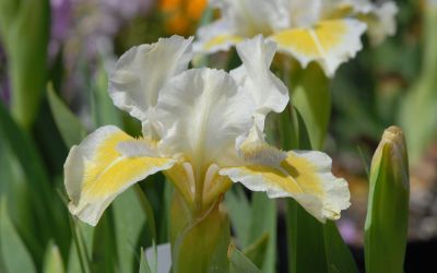 Iris barbata-nana Captive Sun - Zwerg-Bart-Iris