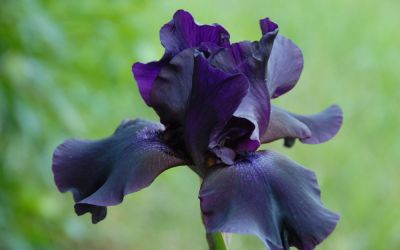 Iris barbata-elatior Superstition - Hohe Bart-Iris, Schwertlilie