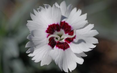 Dianthus gratianopolitanus Starry Eyes - Pfingst-Nelke