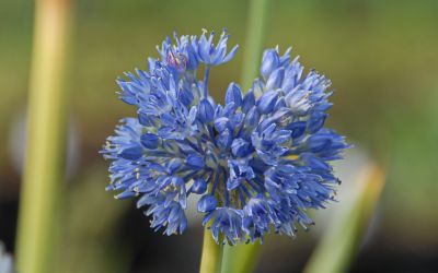 Allium caeruleum Azureum - Blau-Lauch