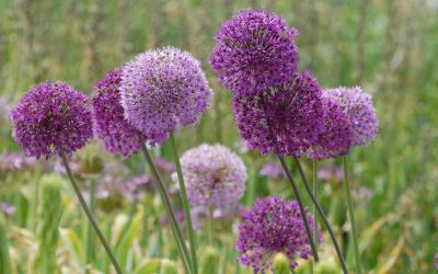 Allium aflatunense Purple Sensation - Kugel-Lauch