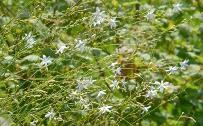 Anthericum ramosum  - Ästige Graslilie