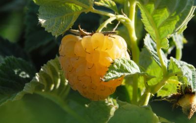 Herbst-Himbeere Autumn Sun ® - Rubus idaeus - Früchte an 1-jährigen Ruten