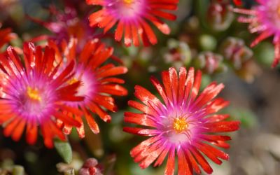 Delosperma Hybride Kleine Rote - Winterharte Mittagsblume