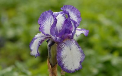 Iris barbata-media Arctic Fancy - Mittelhohe Bart-Iris, Schwertlilie