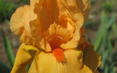 Iris barbata-elatior Feu du Ciel - Hohe Bart-Iris, Schwertlilie