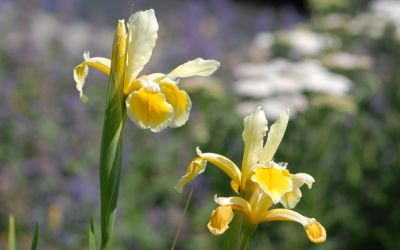 Iris orientalis - Orientalische Schwertlilie
