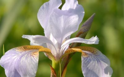 Iris sibirica Mrs. Rowe - Wiesen-Schwertlilie