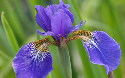 Iris Tetrasibtosa-Hybride Three Quarters - Wiesen-Schwertlilie