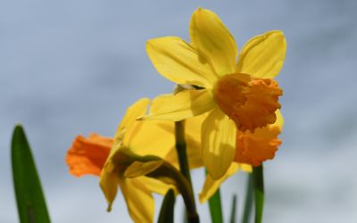 Narcissus Jetfire - Cyclamineus-Narzisse