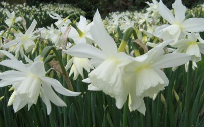 Narcissus Thalia - Engelstränen-Narzisse