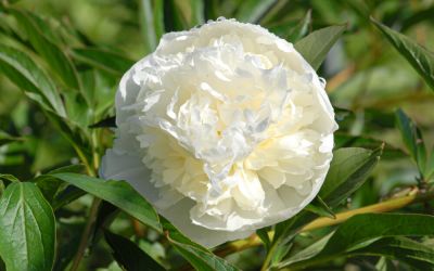 Paeonia lactiflora Duchesse de Nemours - Edel-Pfingstrose