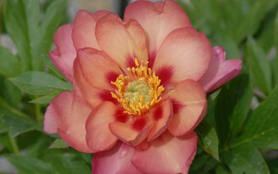 Paeonia Hybride Magical Mystery Tour - Pfingstrose (intersektionelle Hybride)
