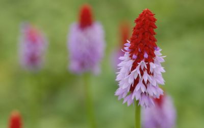 Primula vialii  - Orchideen-Primel