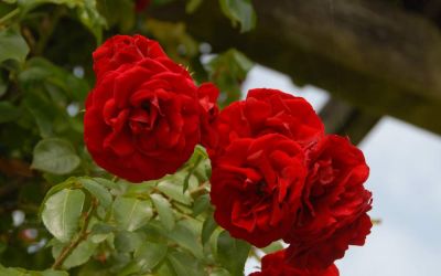 Rosa Amadeus ® - Kletter-Rose
