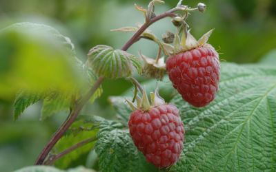 Sommer-Himbeere Rubaca ® - Rubus idaeus - Früchte an 2-jährigen Ruten