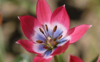 Tulipa Little Beauty - Botanische Tulpe