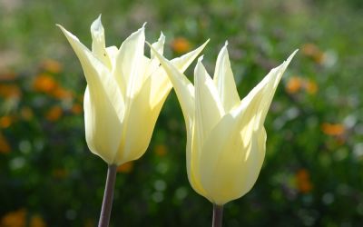Tulipa Sapporo - Lilienblütige Tulpe
