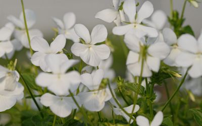 Viola cornuta Alba Minor - Horn-Veilchen