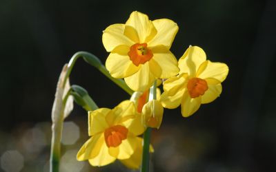 Narcissus Martinette - Jonquilla-Narzisse