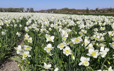 Narcissus Papillon Blanc - Split-Corona Narzisse