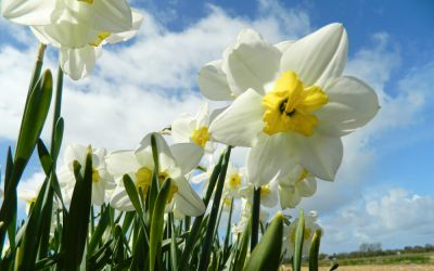 Narcissus Papillon Blanc - Split-Corona Narzisse