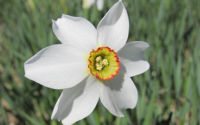 Narcissus poeticus Recurvus - Poeticus Narzisse