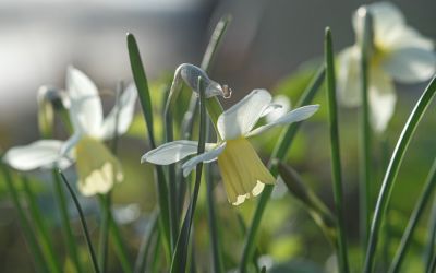 Narcissus Sailboat - Jonquilla-Narzisse