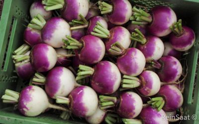 Saatgut: Mairübe Blanc globe à collet violet - Brassica rapa L. var. rapa