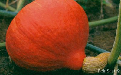 Saatgut: Hokkaido Red Kuri - Cucurbita maxima