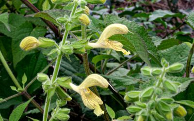 Salvia glutinosa  - Klebriger Salbei, Gelber Wald-Salbei